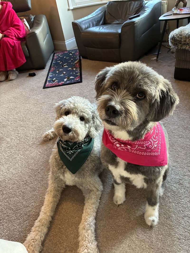 Two small doodle-type dogs in pink and green bandanas standing on a living room carpet