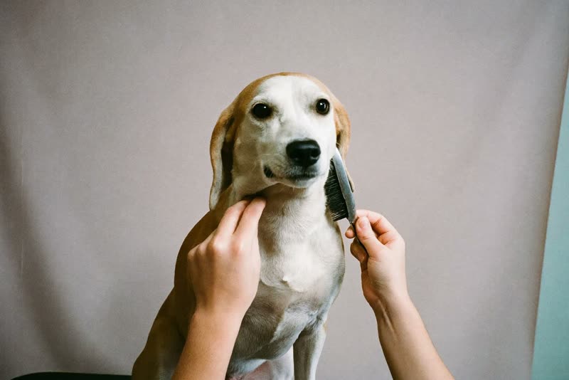 A dog being brushed on a grooming table