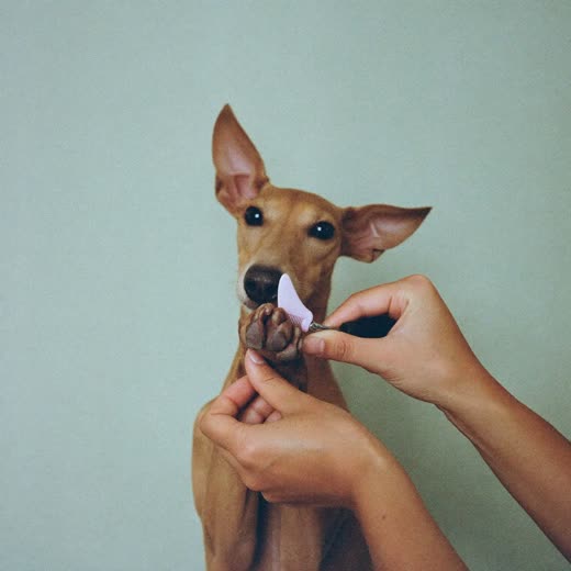 A dog's paw held in a pair of hands