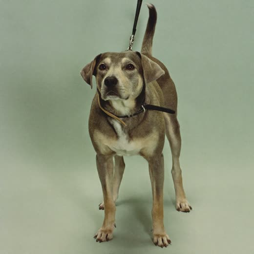 A dog on a lead, standing and alert